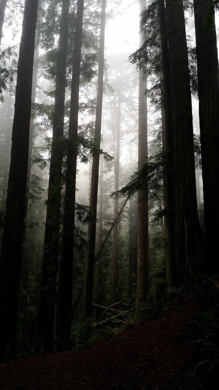 Foggy Woods 9. Dark green aesthetic