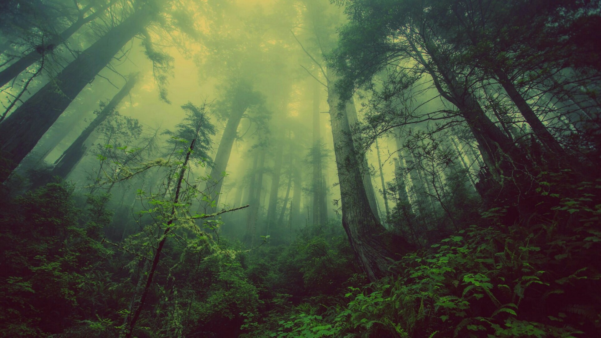Green misty forest