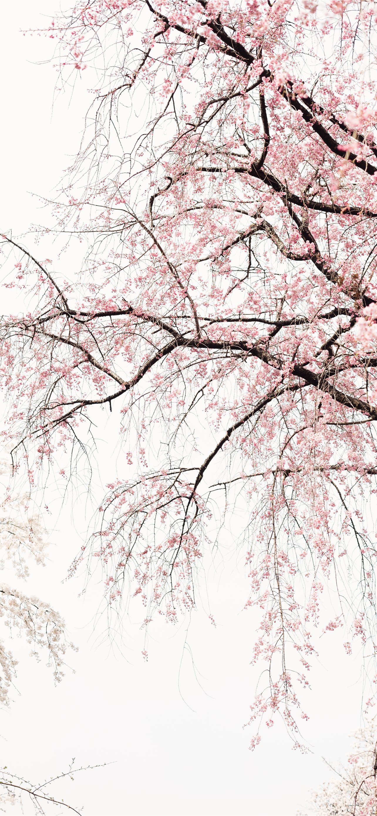 Latest Japan iPhone HD Wallpaper