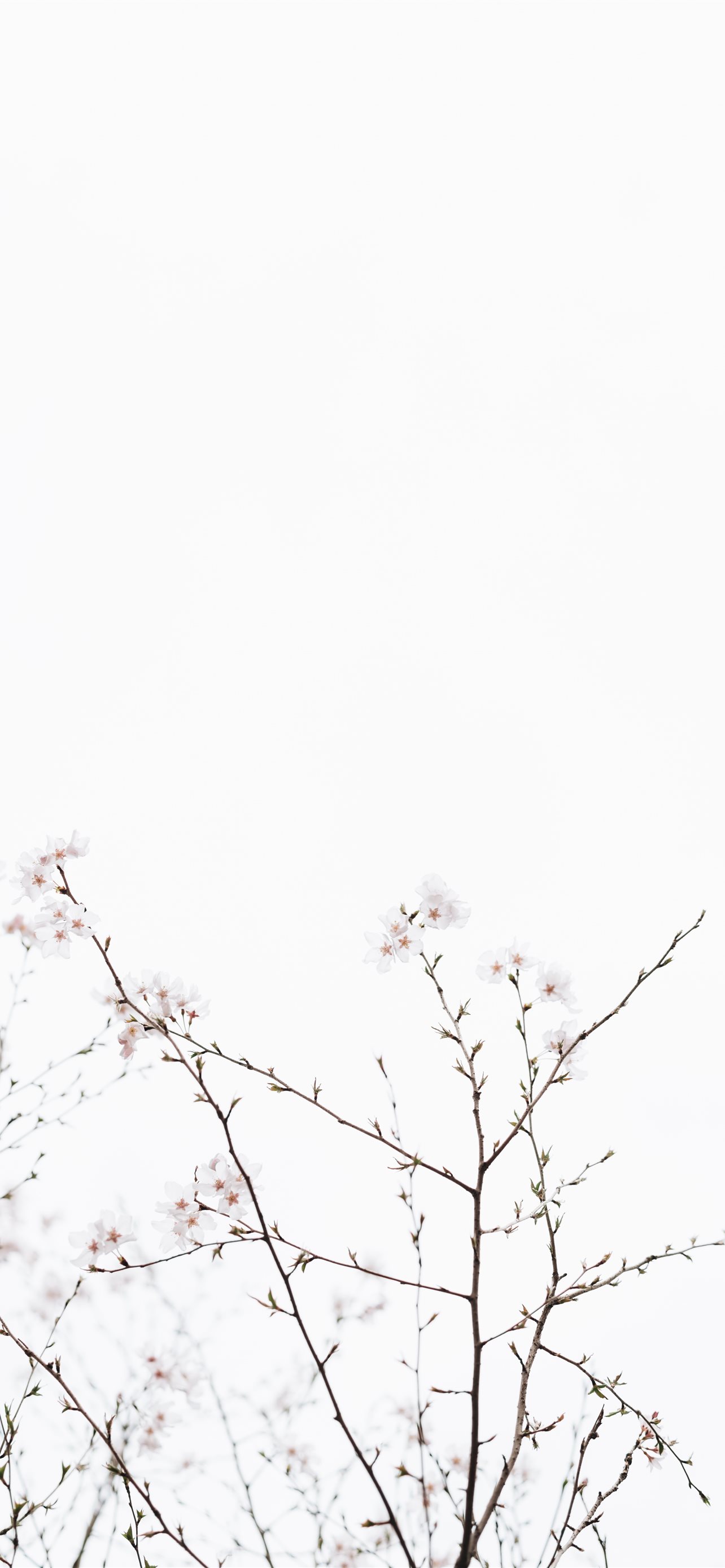 white sky at dayime iPhone Wallpaper