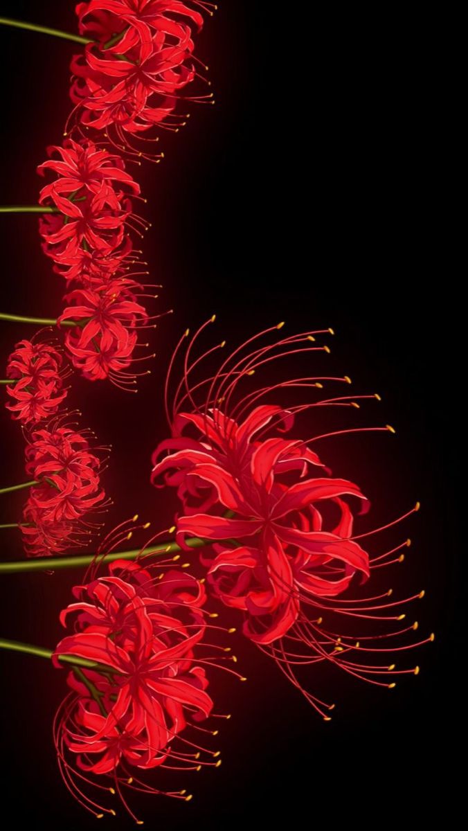 Red Spider Lily