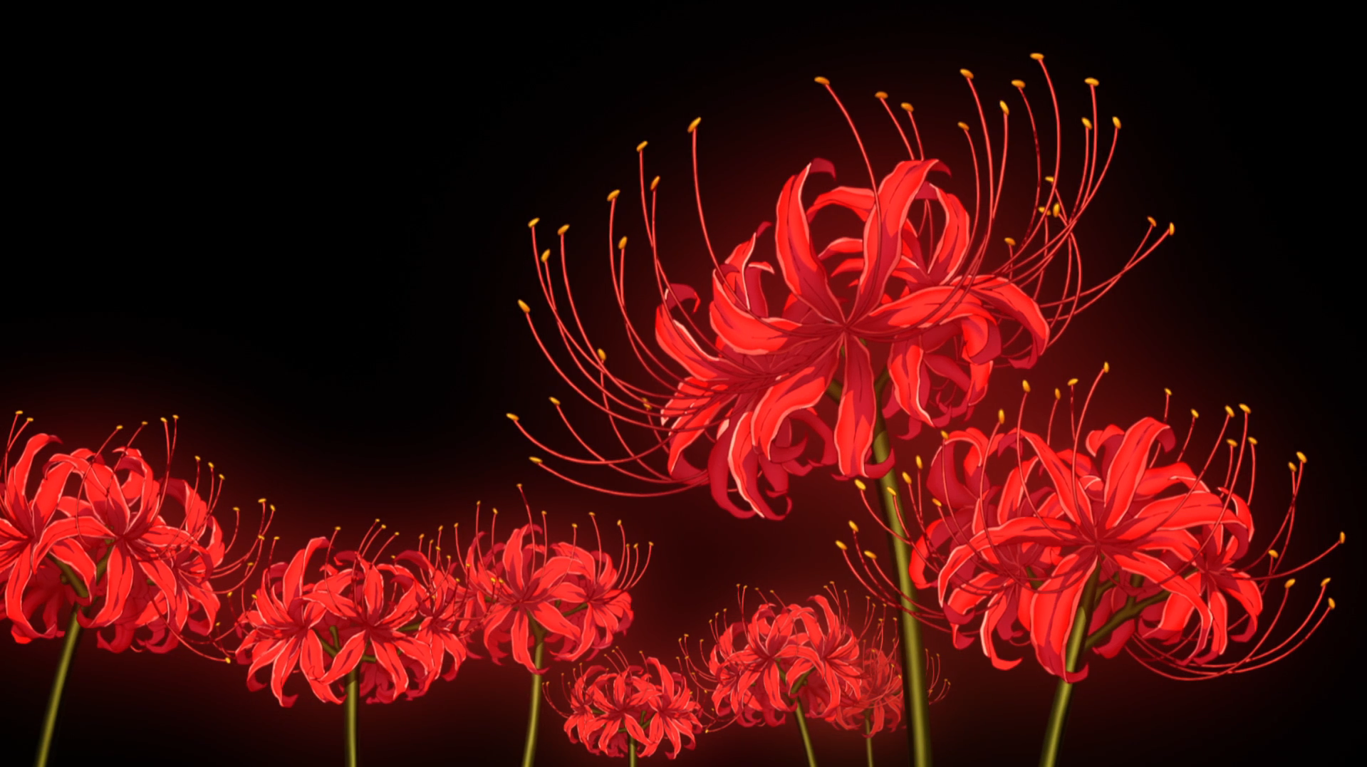 Red spider lily