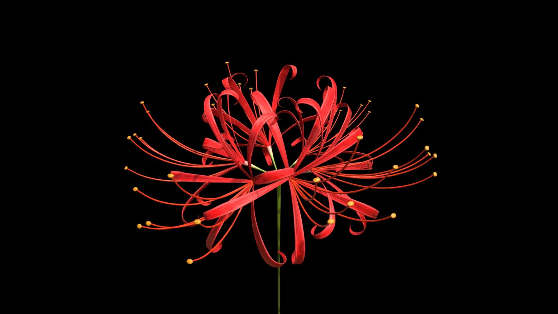 Red Spider Lily Anime Wallpapers - Wallpaper Cave