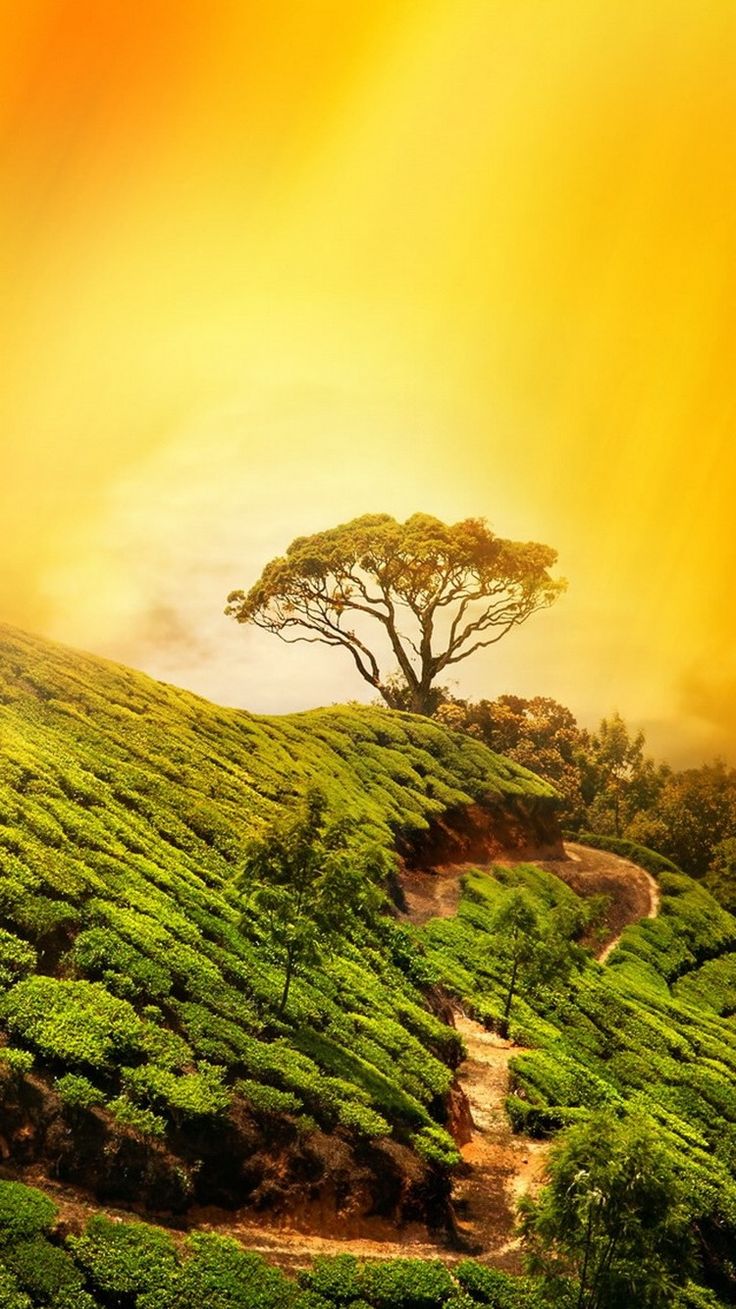 Hill Top Tree Golden Light Wallpaper 1