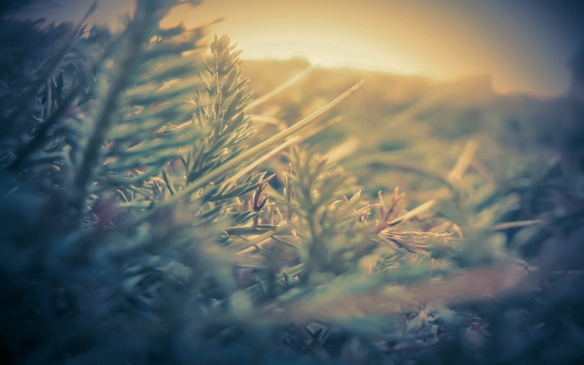 Nature Close Up HD Wallpaper