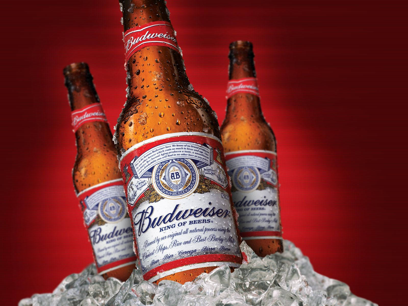 Pale Lager Beer Budweiser Wallpaper