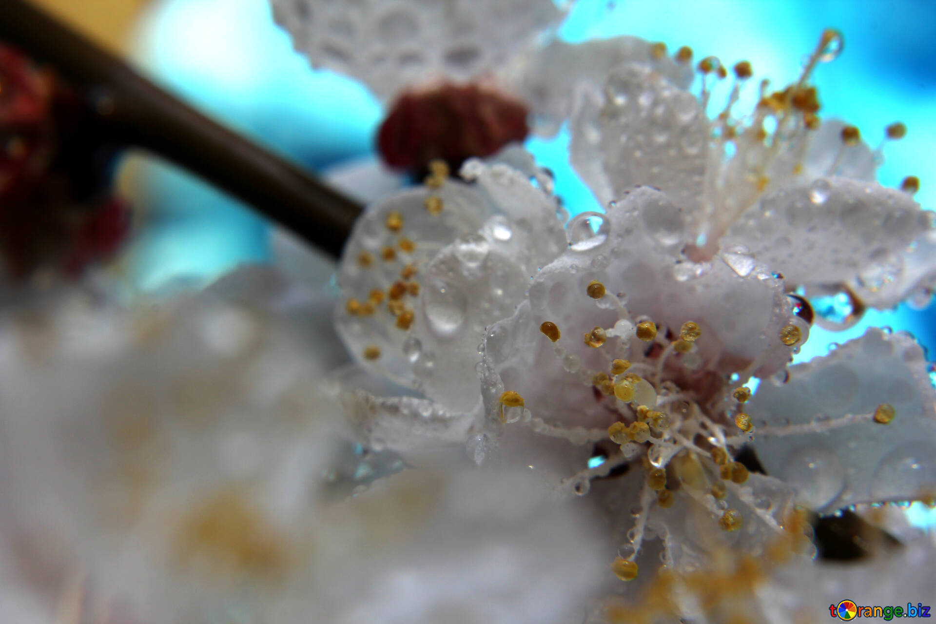 Wallpaper for spring rain free image