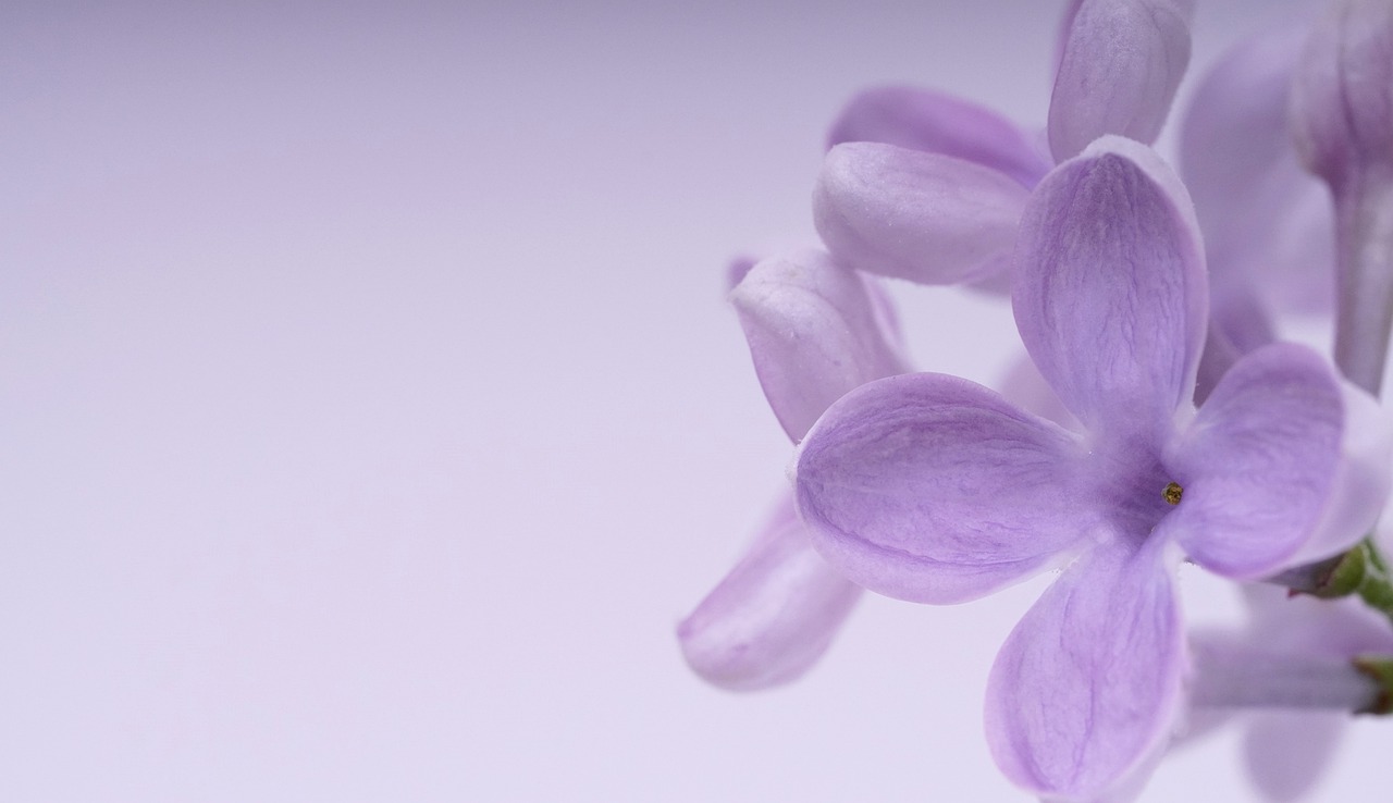 Cdn.pixabay.com Photo 2023 04 02 08 08 Purple 7893