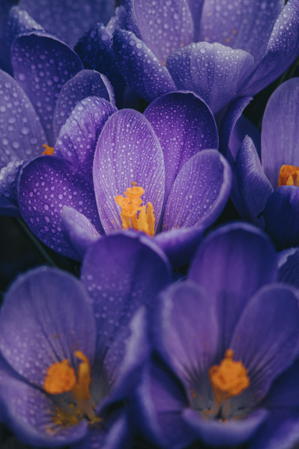 Purple crocus flower in bloom close up