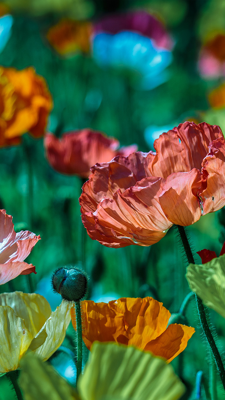 wallpaper. flower spring nature color