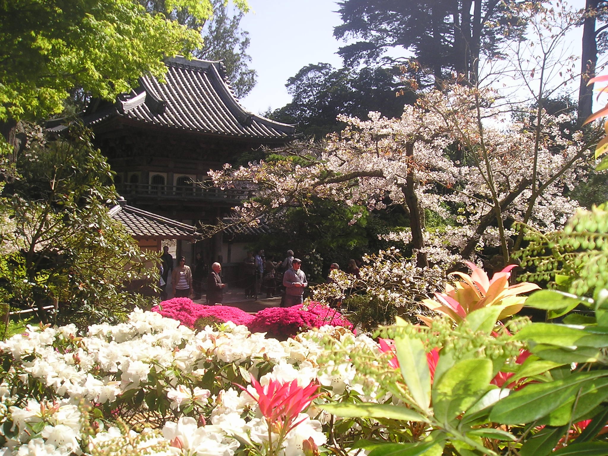 Japanese Tea Garden