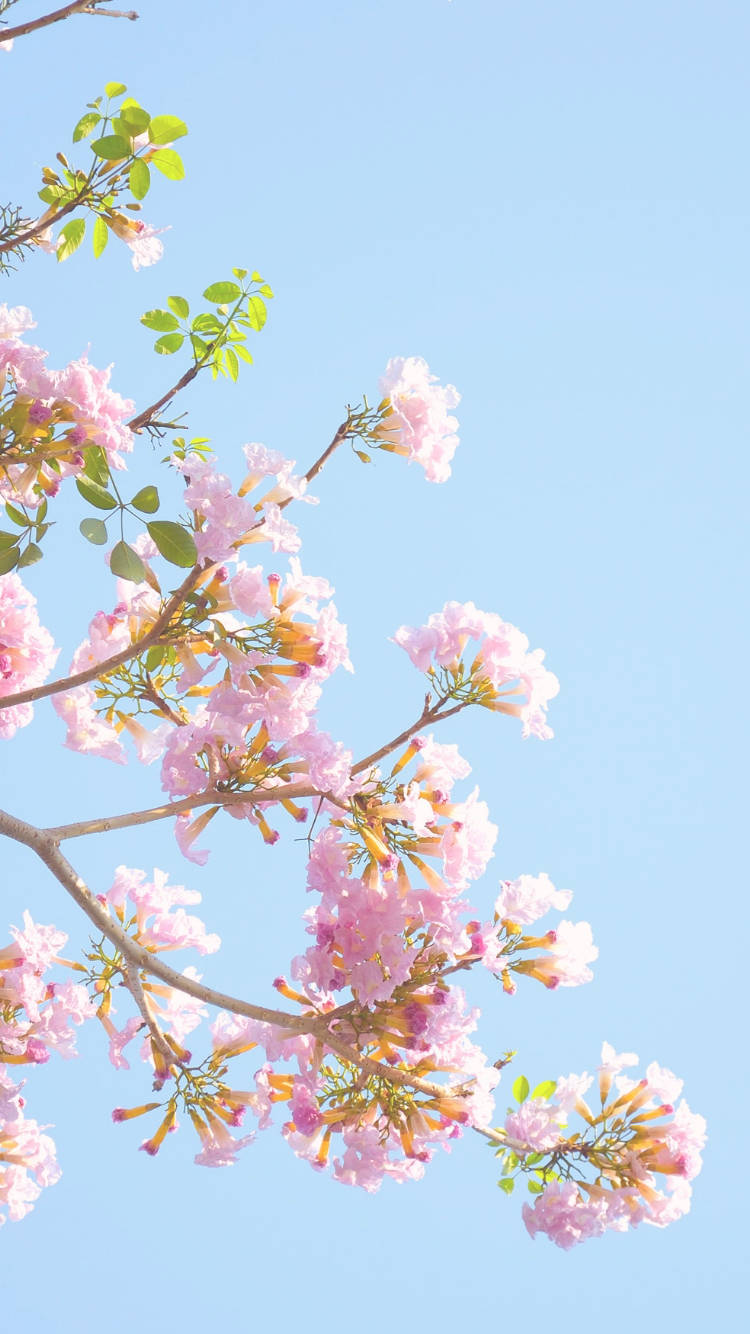 Download Baby Pink Flowers Aesthetic