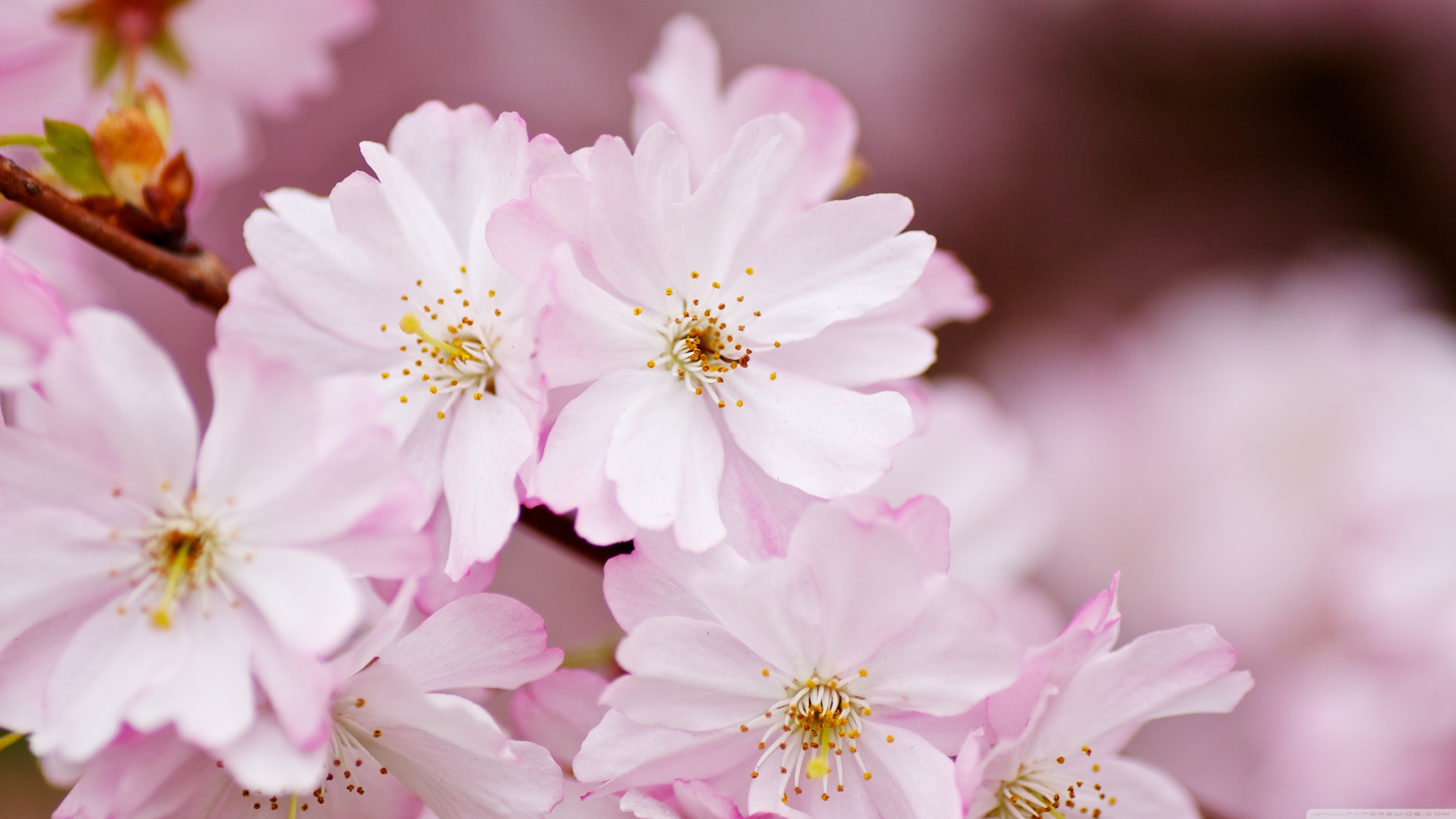 Light Pink Flowers Spring Wallpapers - Wallpaper Cave