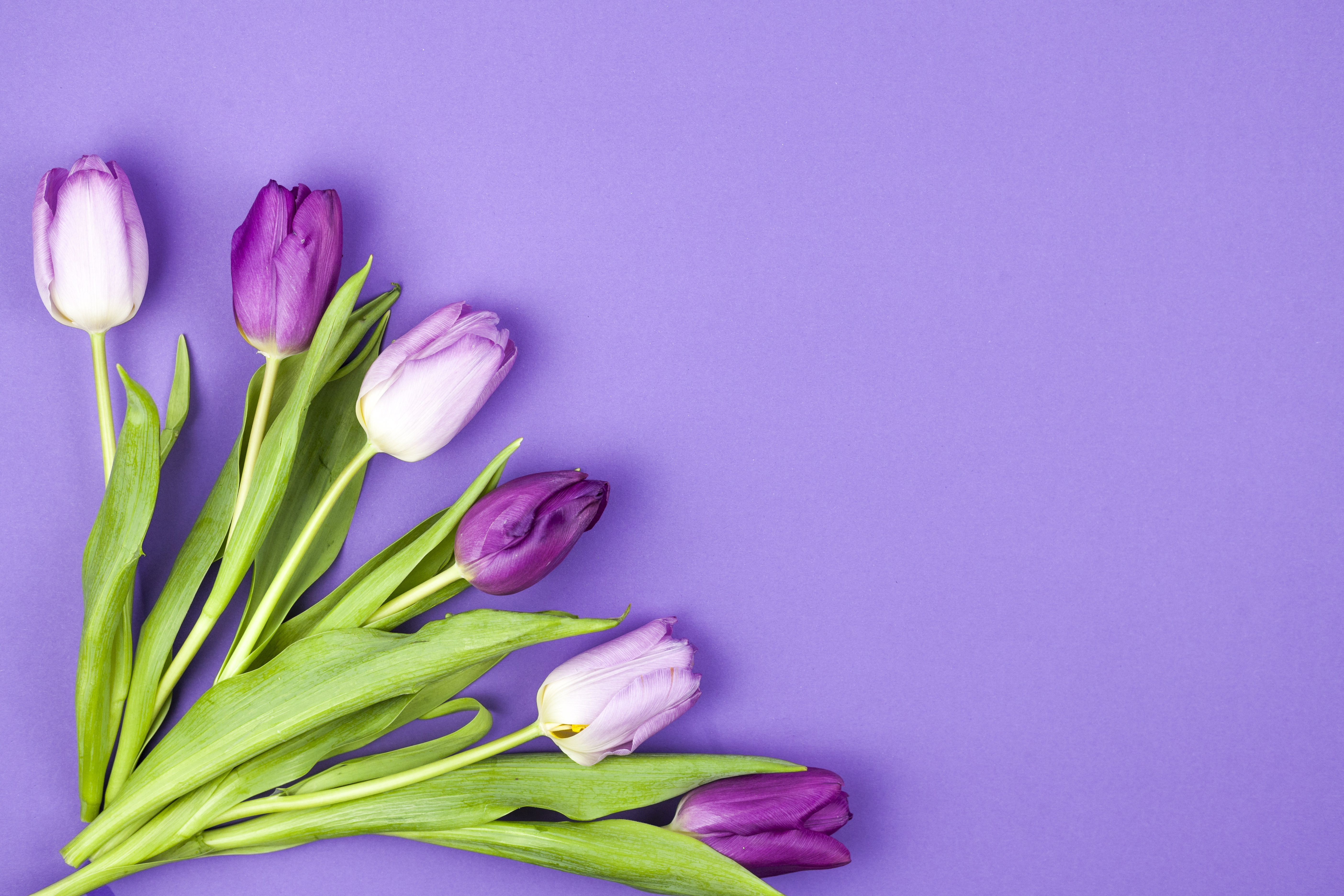 Wallpaper flowers, purple, tulips