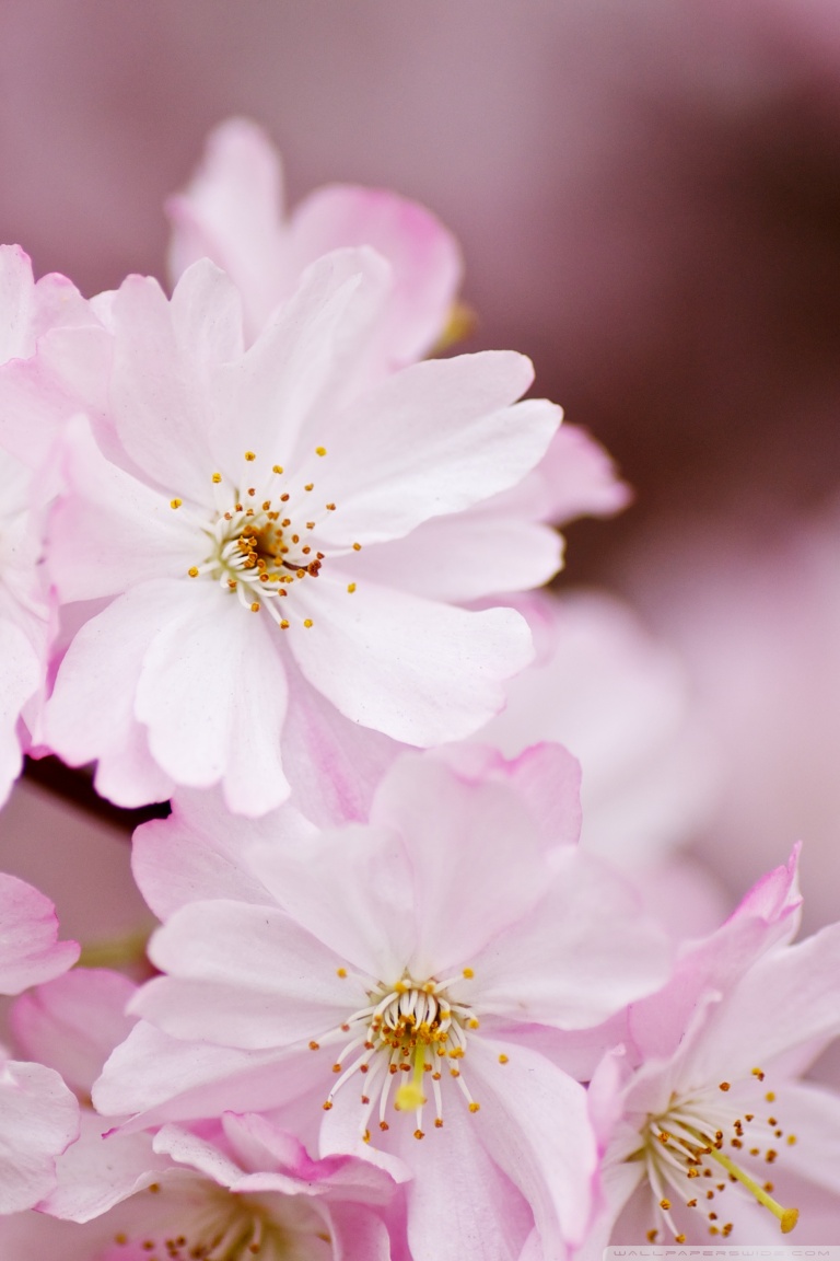 Light Pink Flowers Spring Wallpapers - Wallpaper Cave