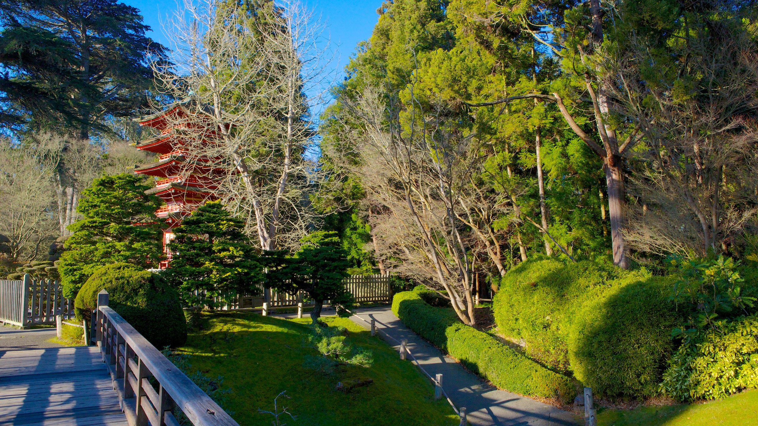Japanese Tea Garden Tours Now