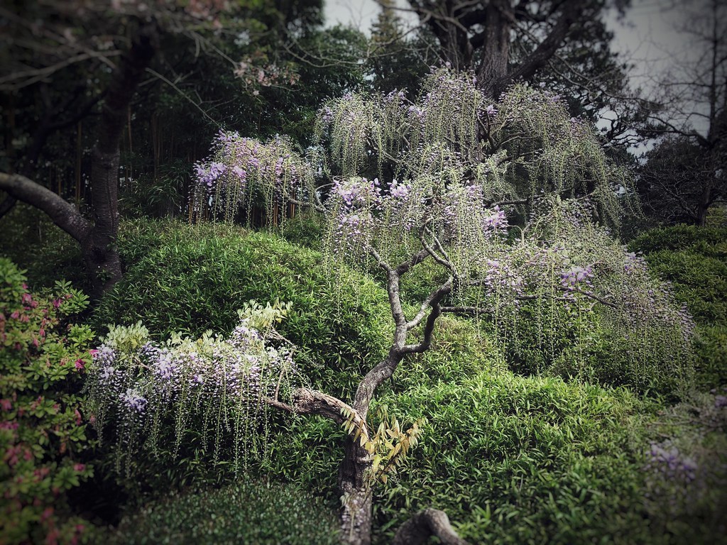 Wisteria Tea Garden
