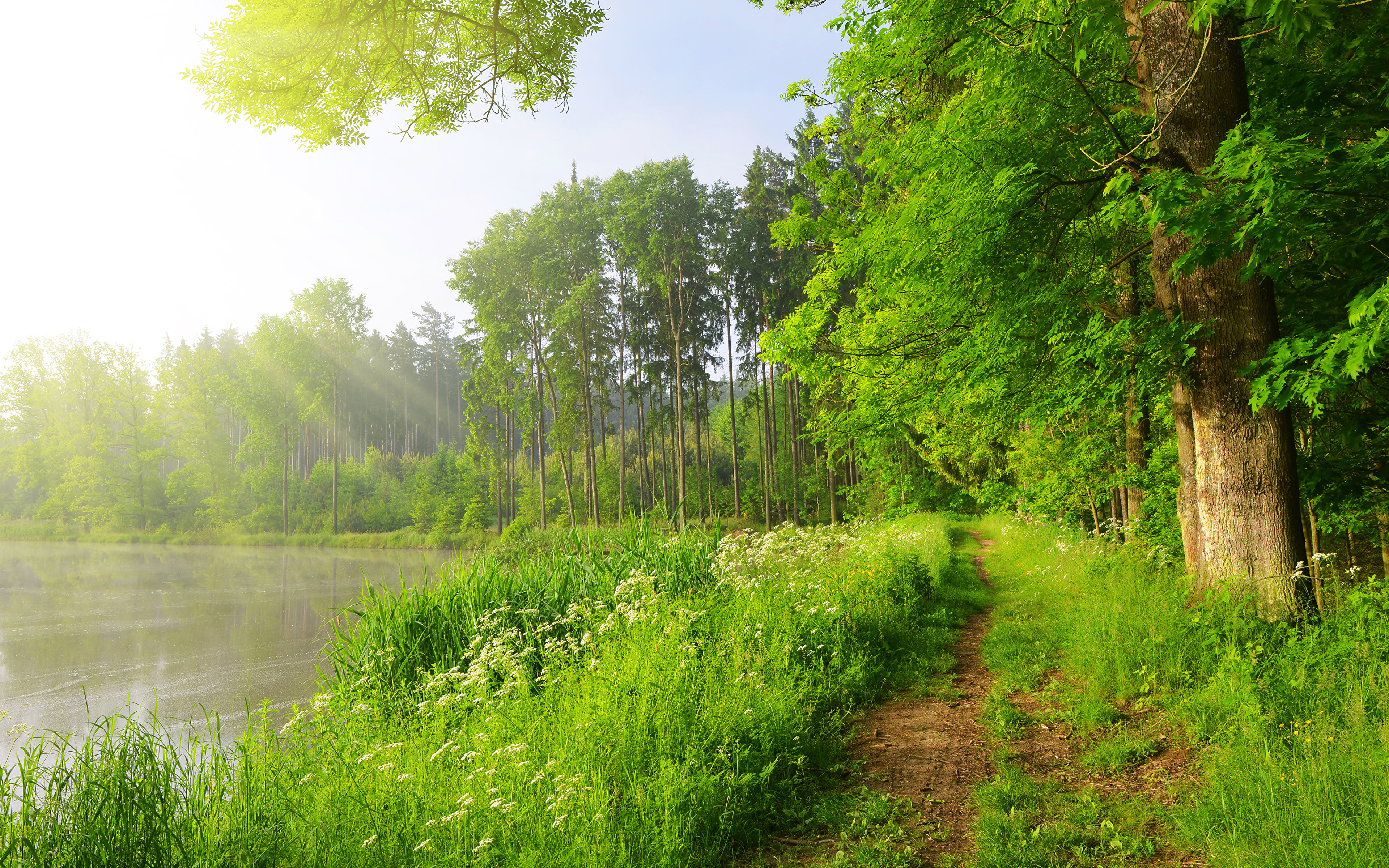 Nature Lake Grass Trees 3840x2400