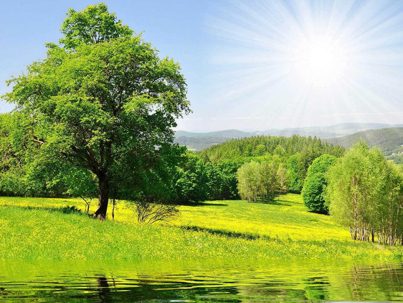 Picture Summer Nature Scenery Grass Trees