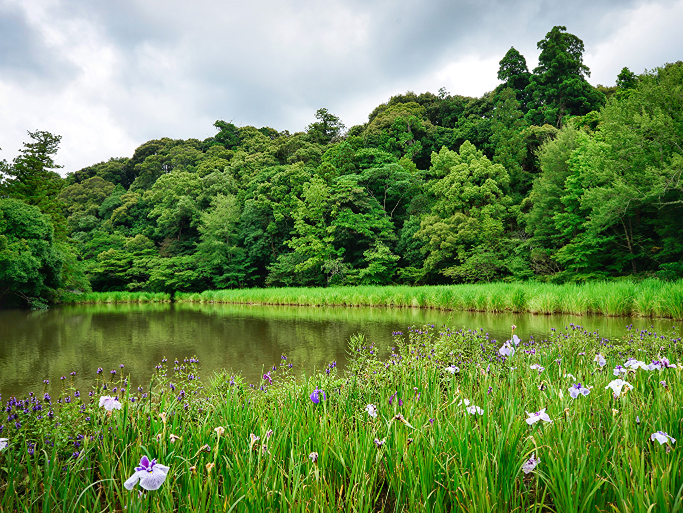 Wallpaper Summer Nature Lake Grass Trees