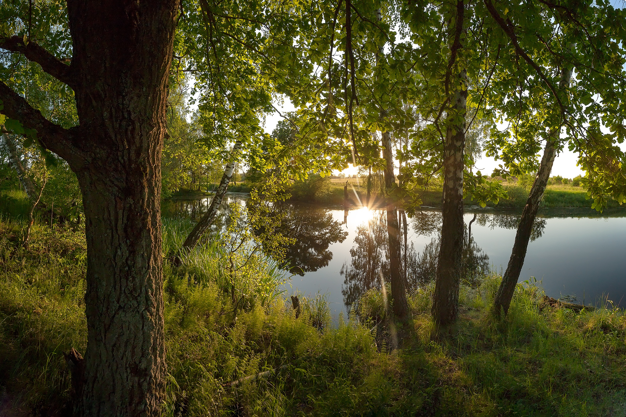 HD desktop wallpaper: Summer, Tree