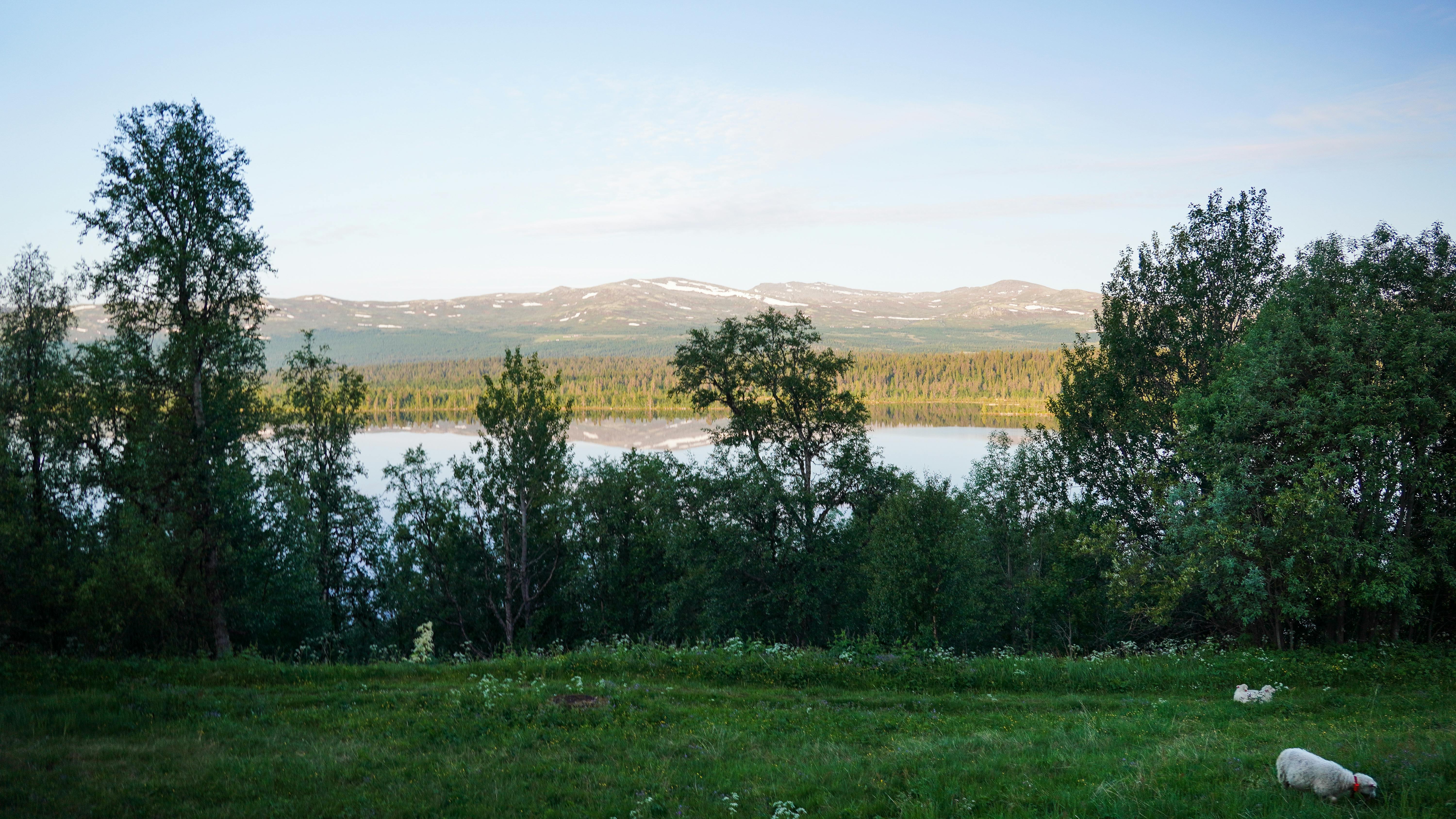 Trees by the Lake · Free