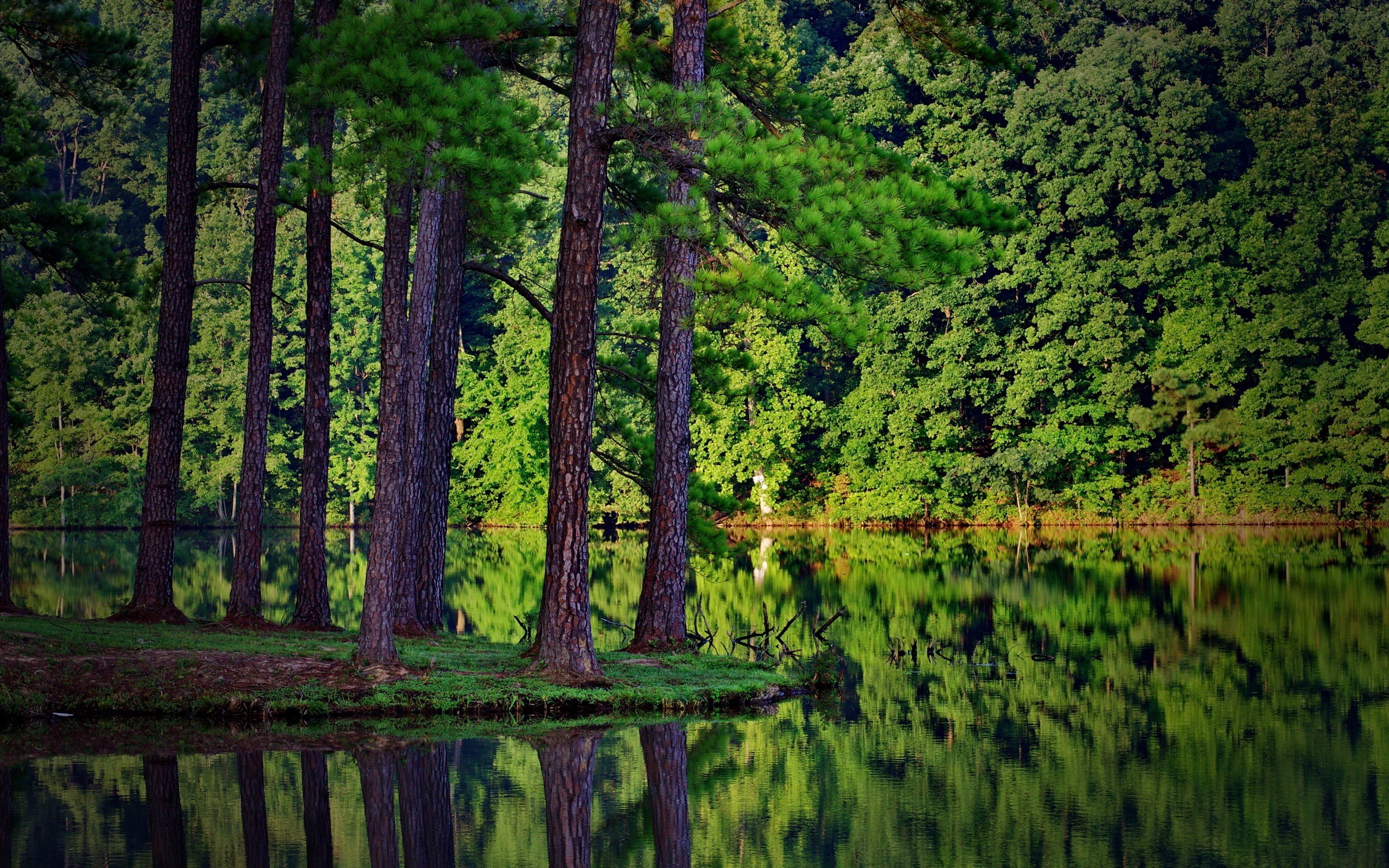 summer, Trees, Forest, Lake, Reflection