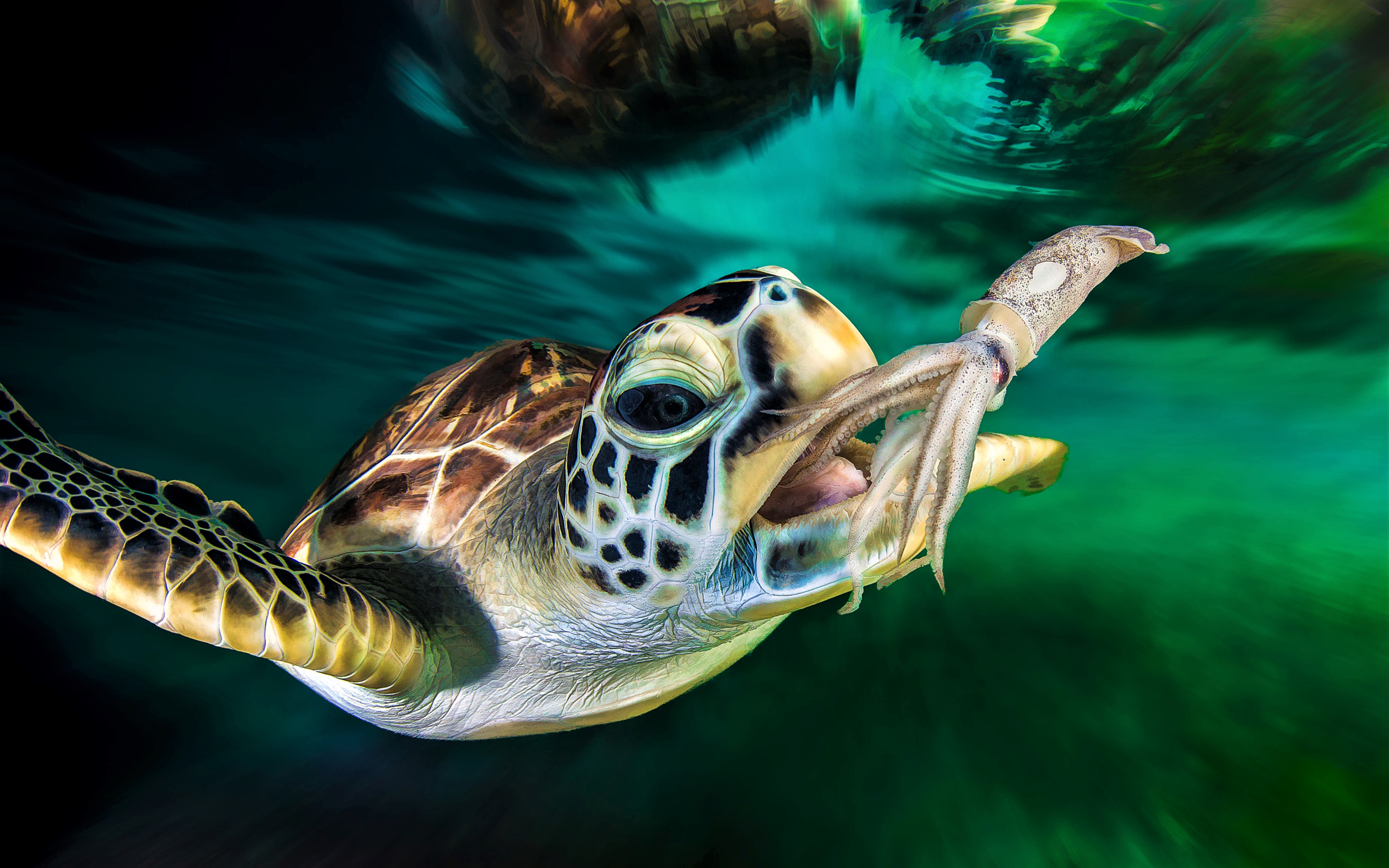Green Sea Turtle About to Eat a Squid