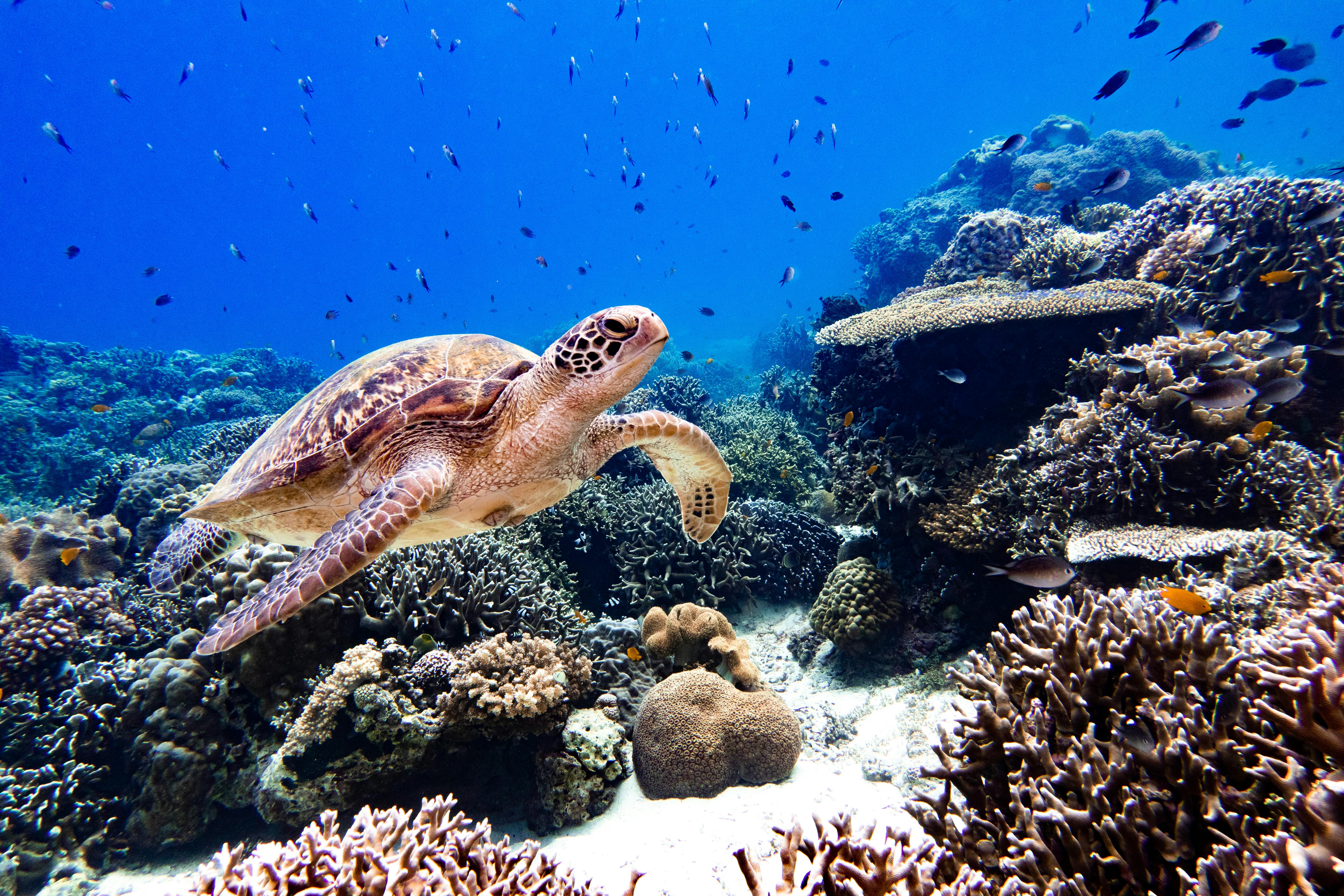 Photo of a Turtle Near a Coral Reef