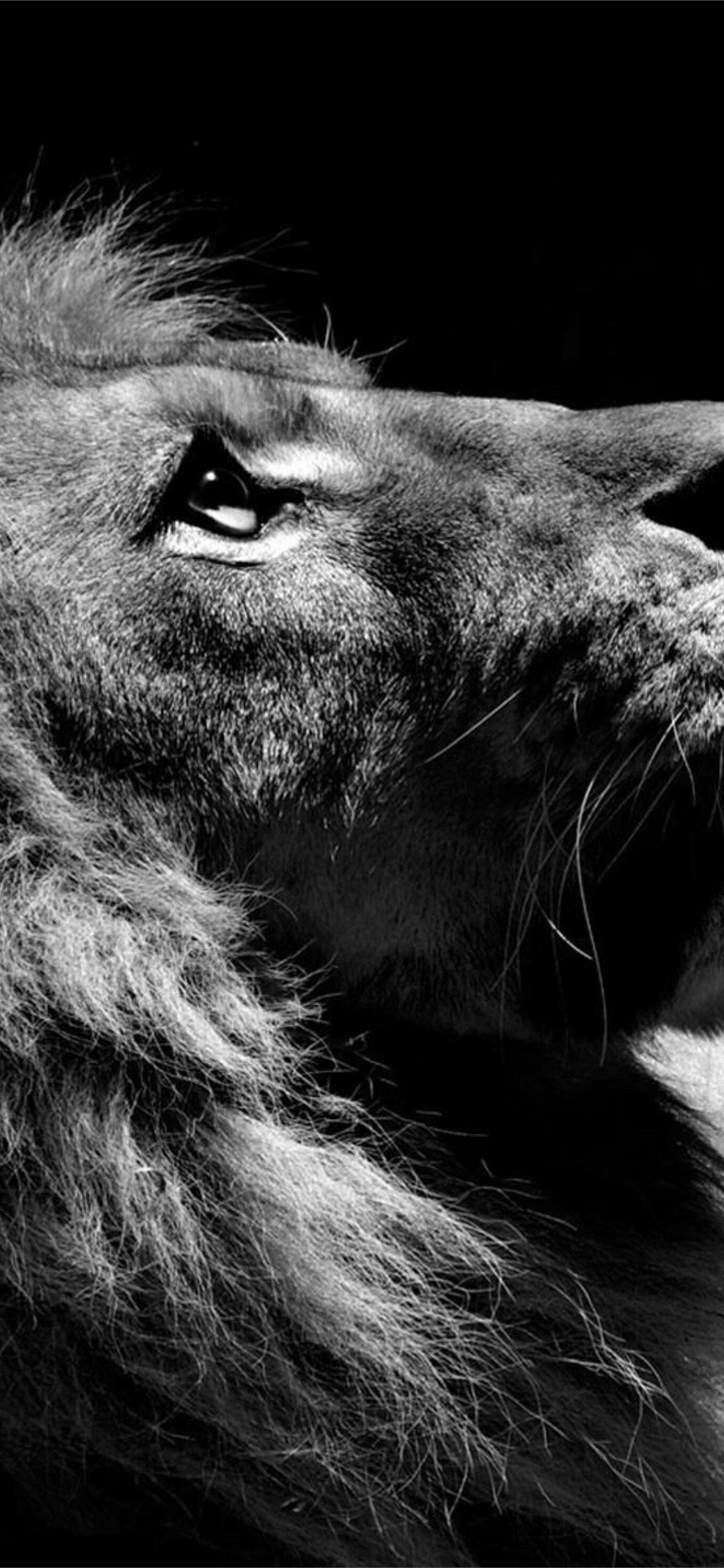 White Lion For You iPhone Wallpaper