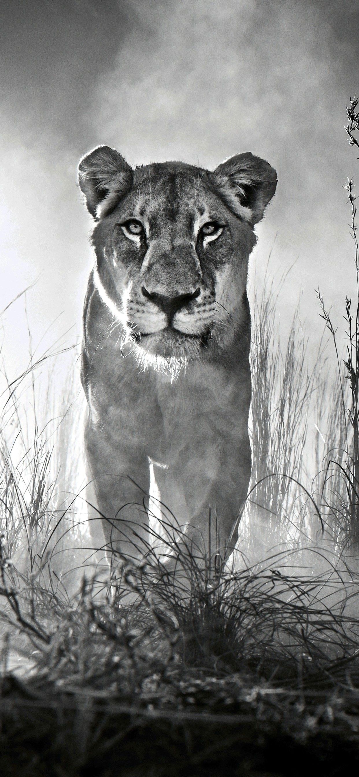 iPhone Wallpaper 4K Black And White