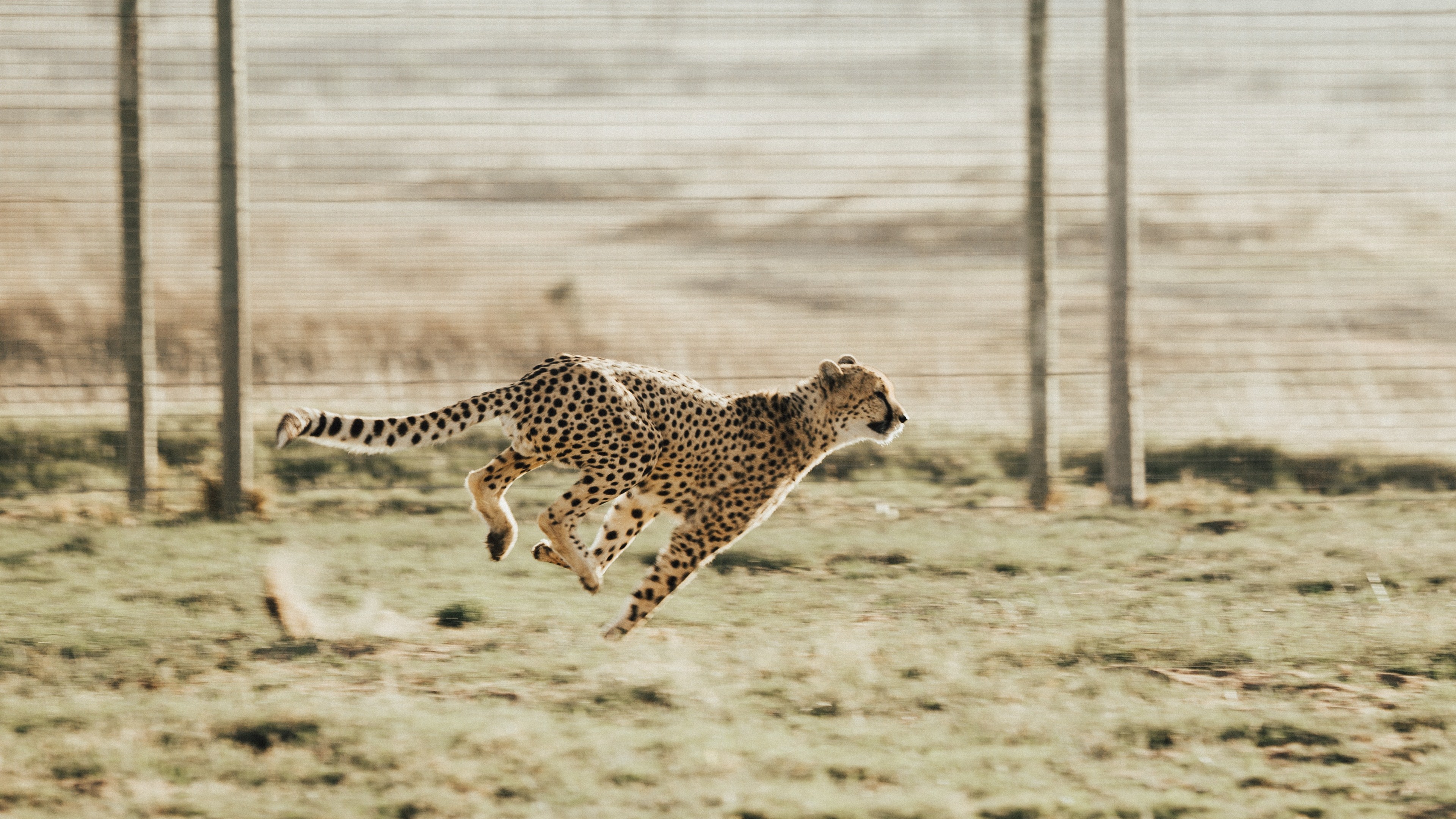 Running Cheetah HD Background 4K