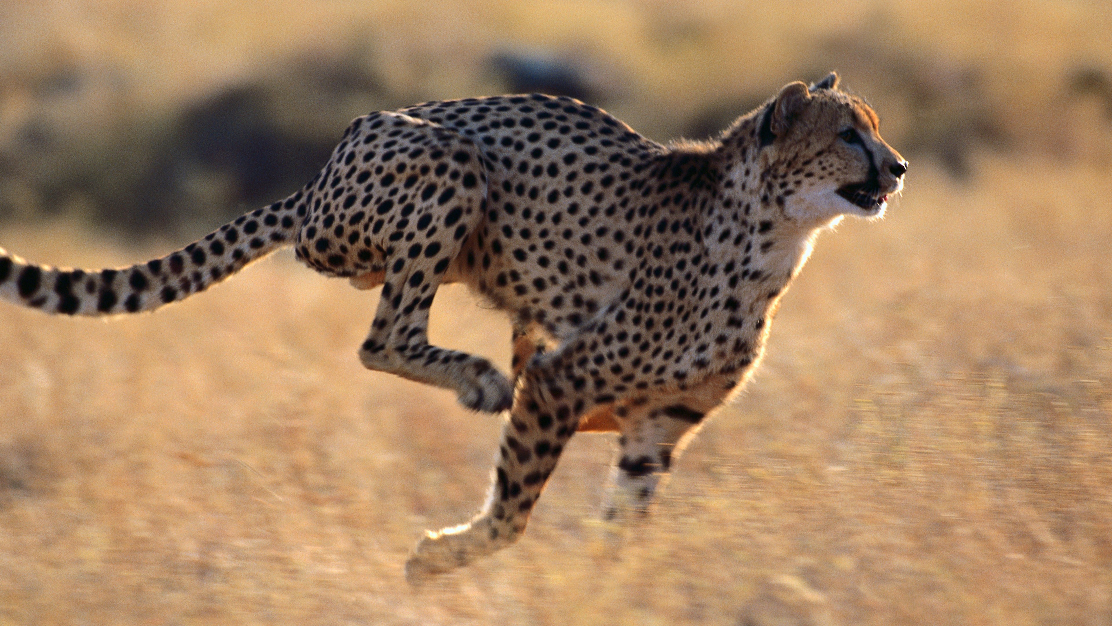 Running Cheetah 4K Wallpaper HD 42001