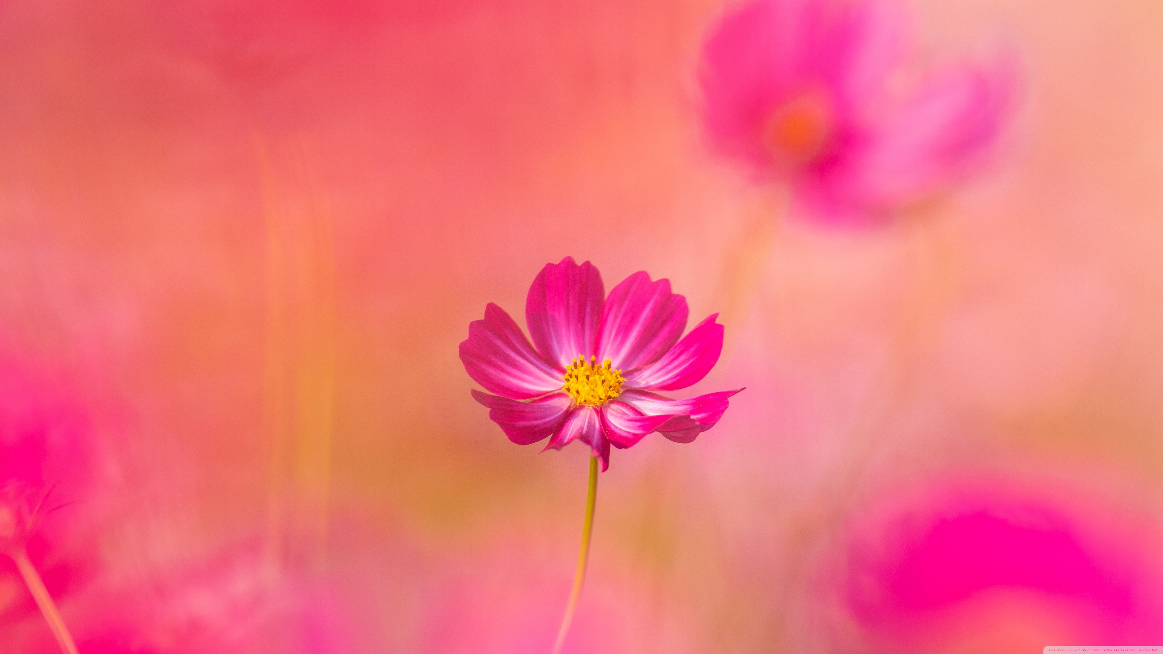 Beautiful Flower Background Ultra HD