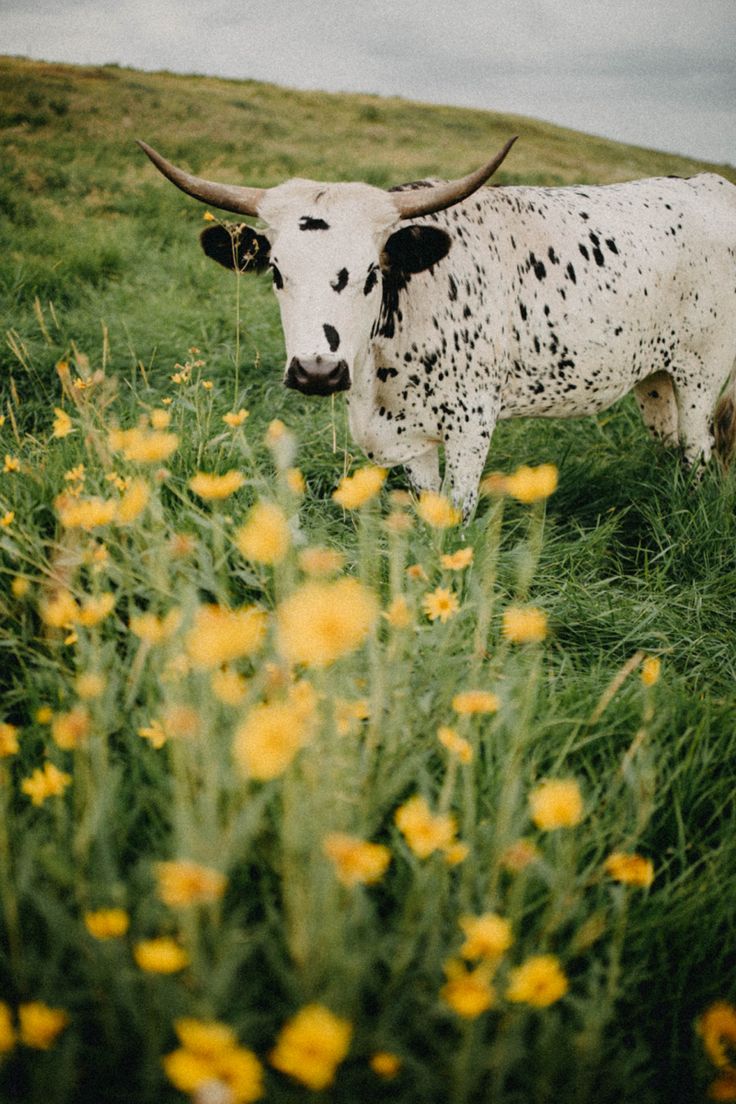 Cute Spring Cow Wallpapers - Wallpaper Cave