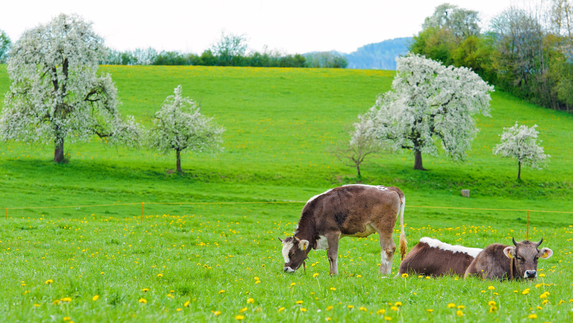 Cute Spring Cow Wallpapers - Wallpaper Cave