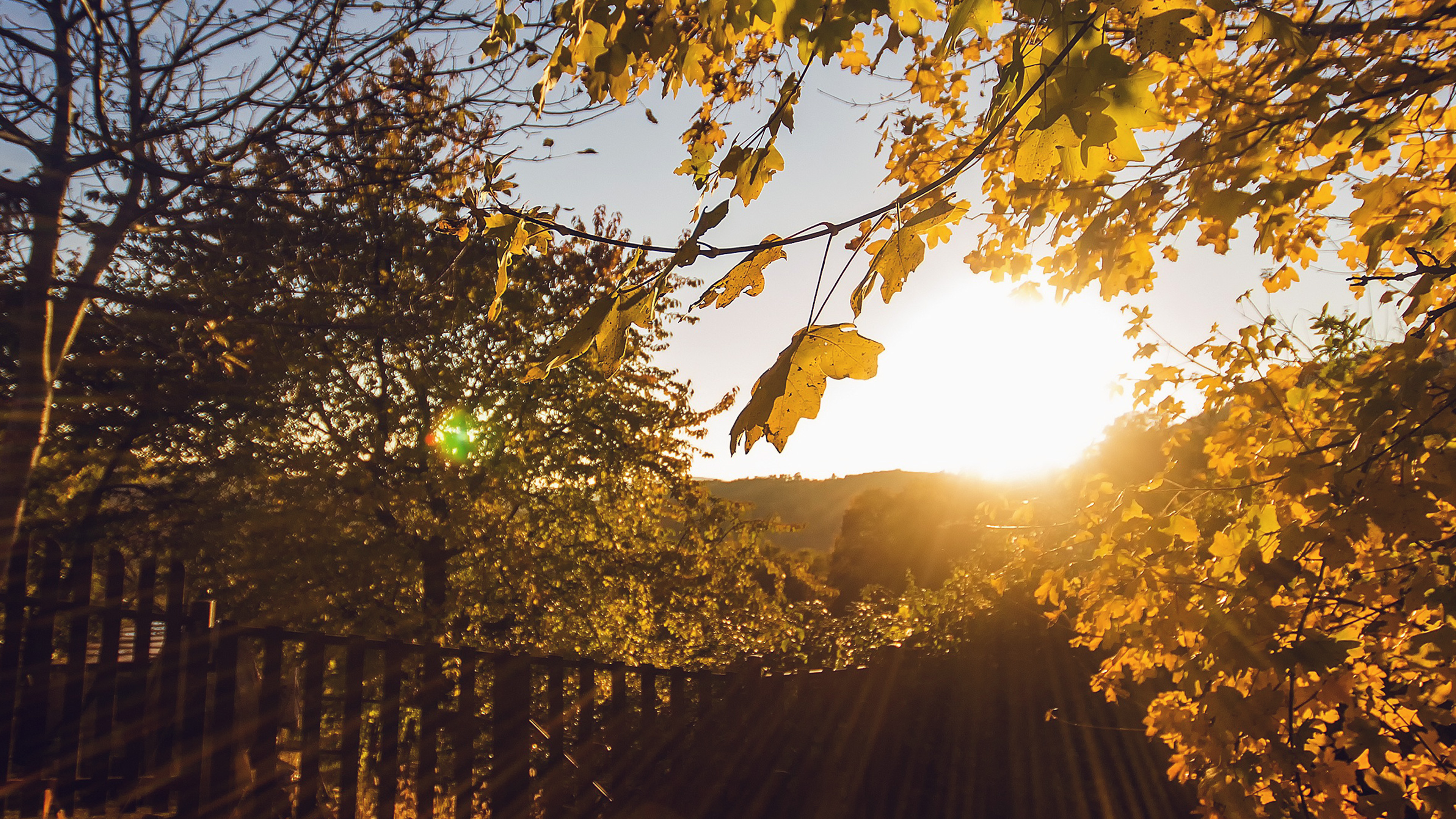 Morning Sunlight Fall Nature