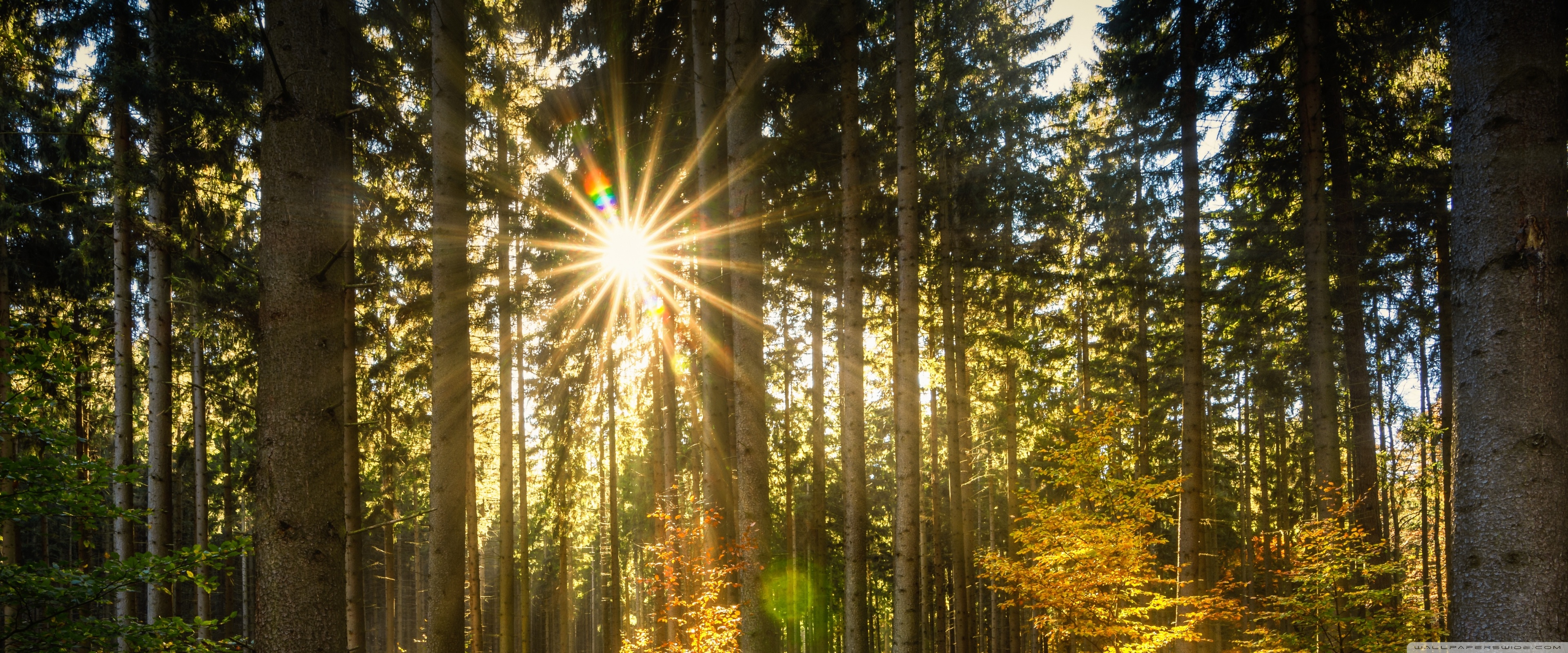 Desktop Background Wallpaper