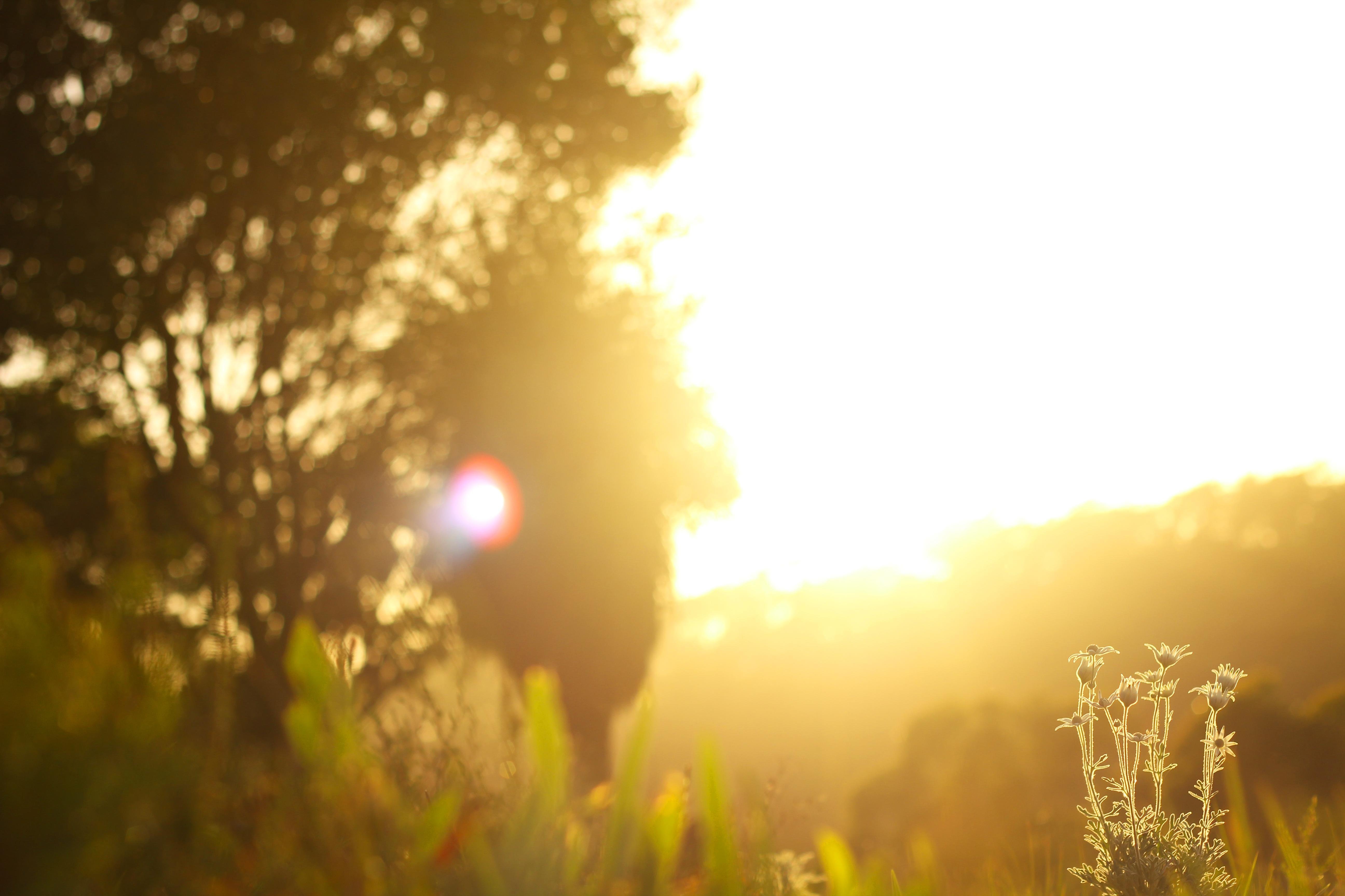 Morning Sun 4K wallpaper