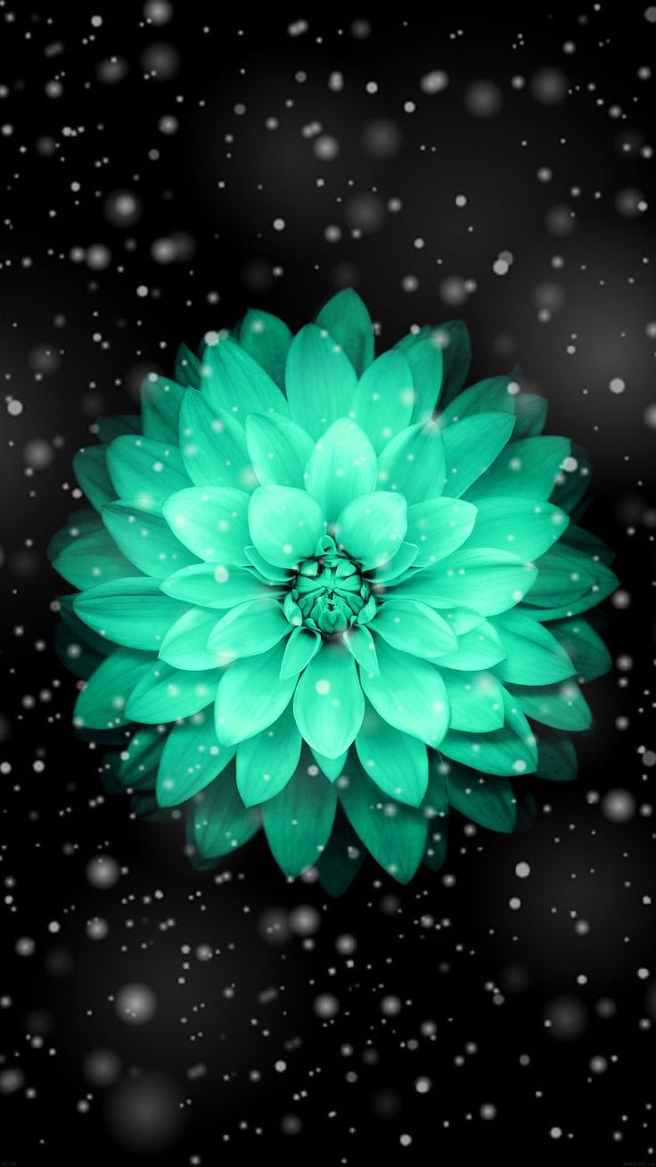 Wallpaper of beautiful teal flower