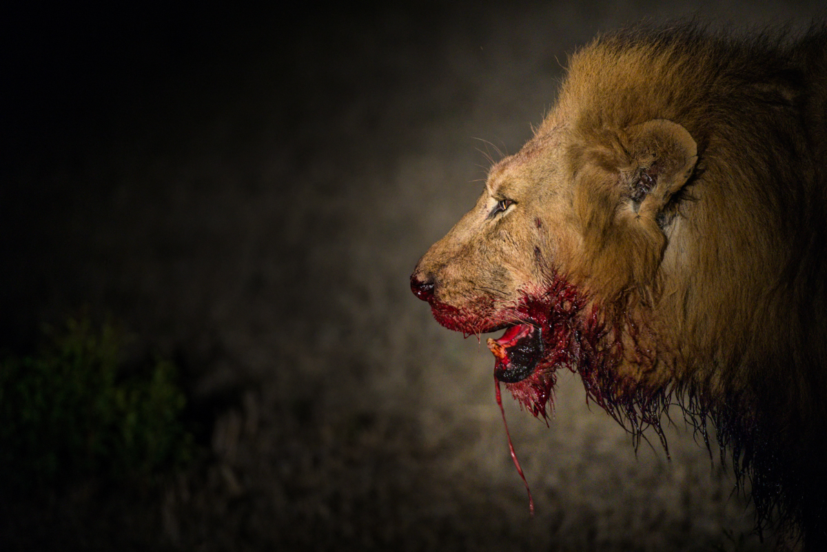 Eaten Alive. Sabi Sabi Blog