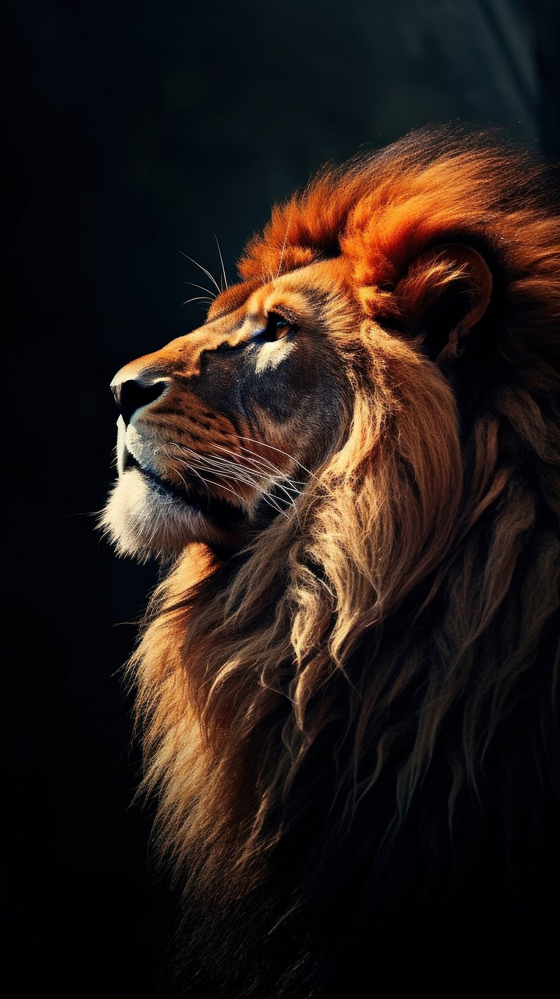 Lion Wallpaper Image. Free Photo