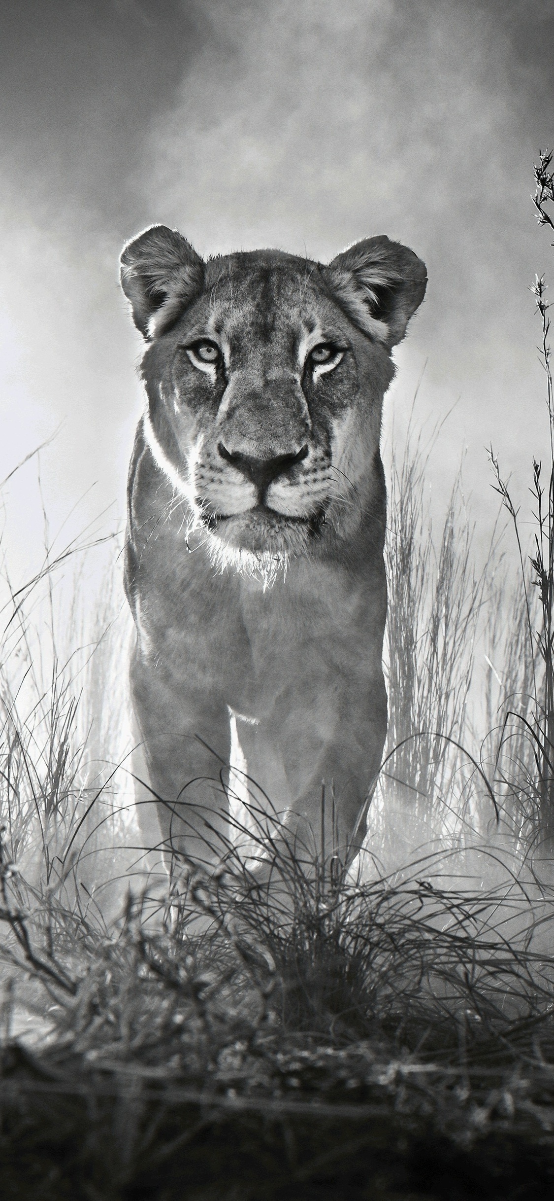 Lion 4k Black And White