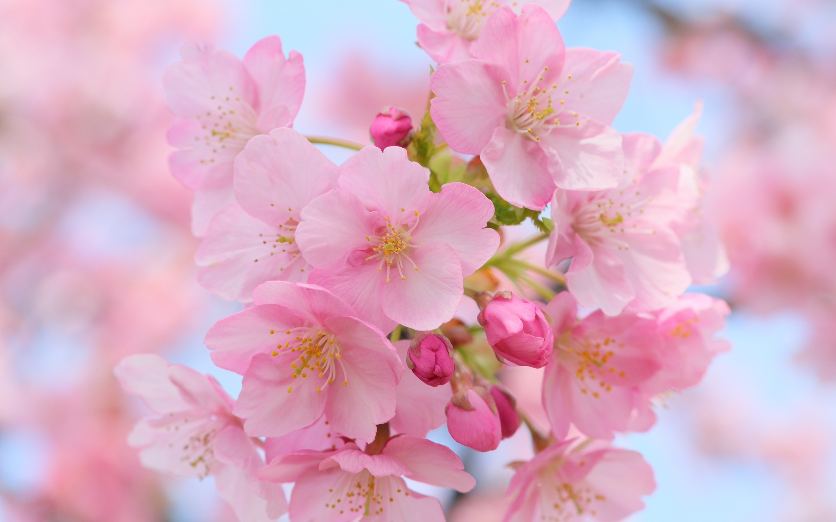 Pink Cherry Blossom 2880 x 1800 Retina