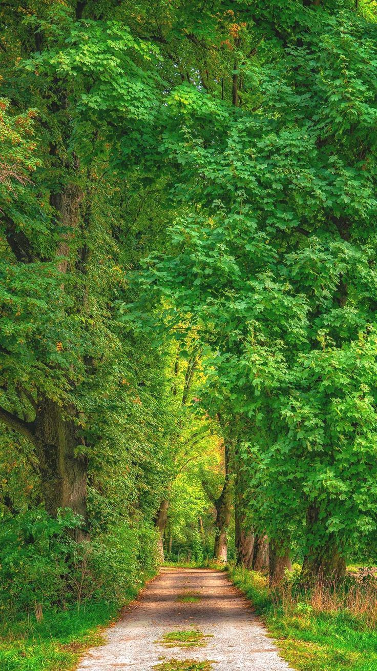 Summer green path iPhone wallpaper