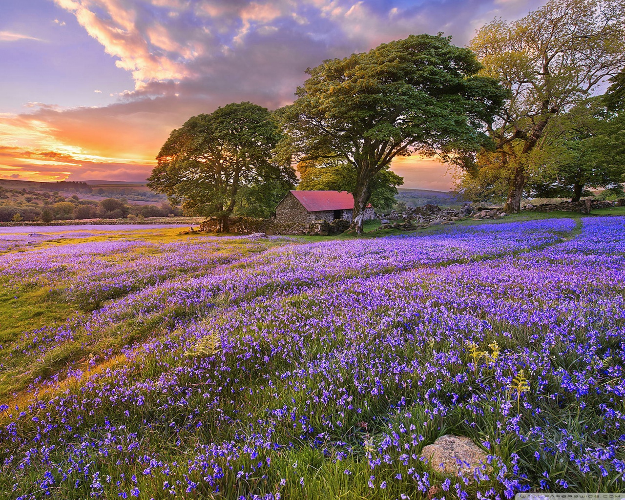 Ultra HD Desktop Background Wallpaper