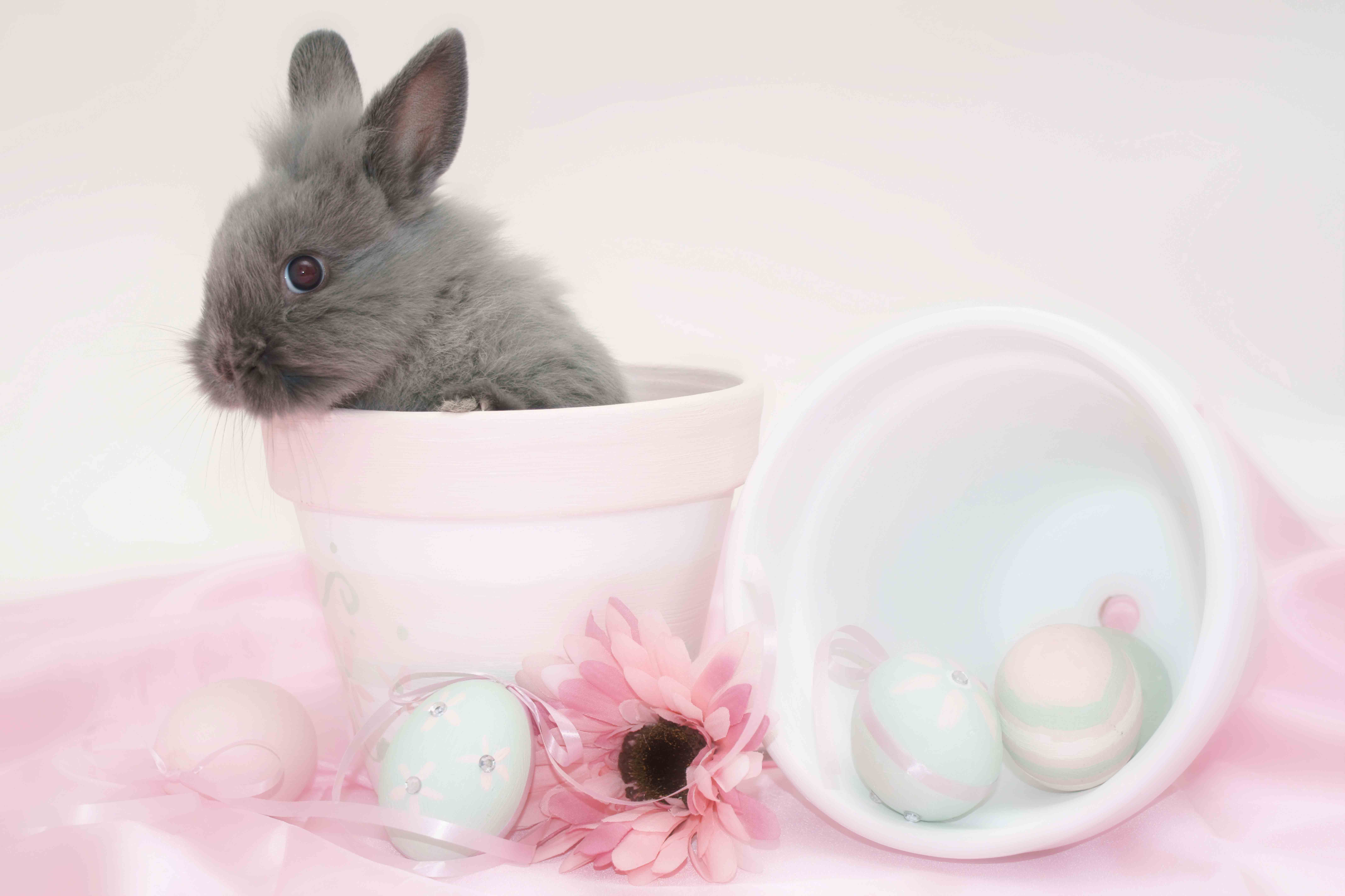 Cute Bunny Pink Background​