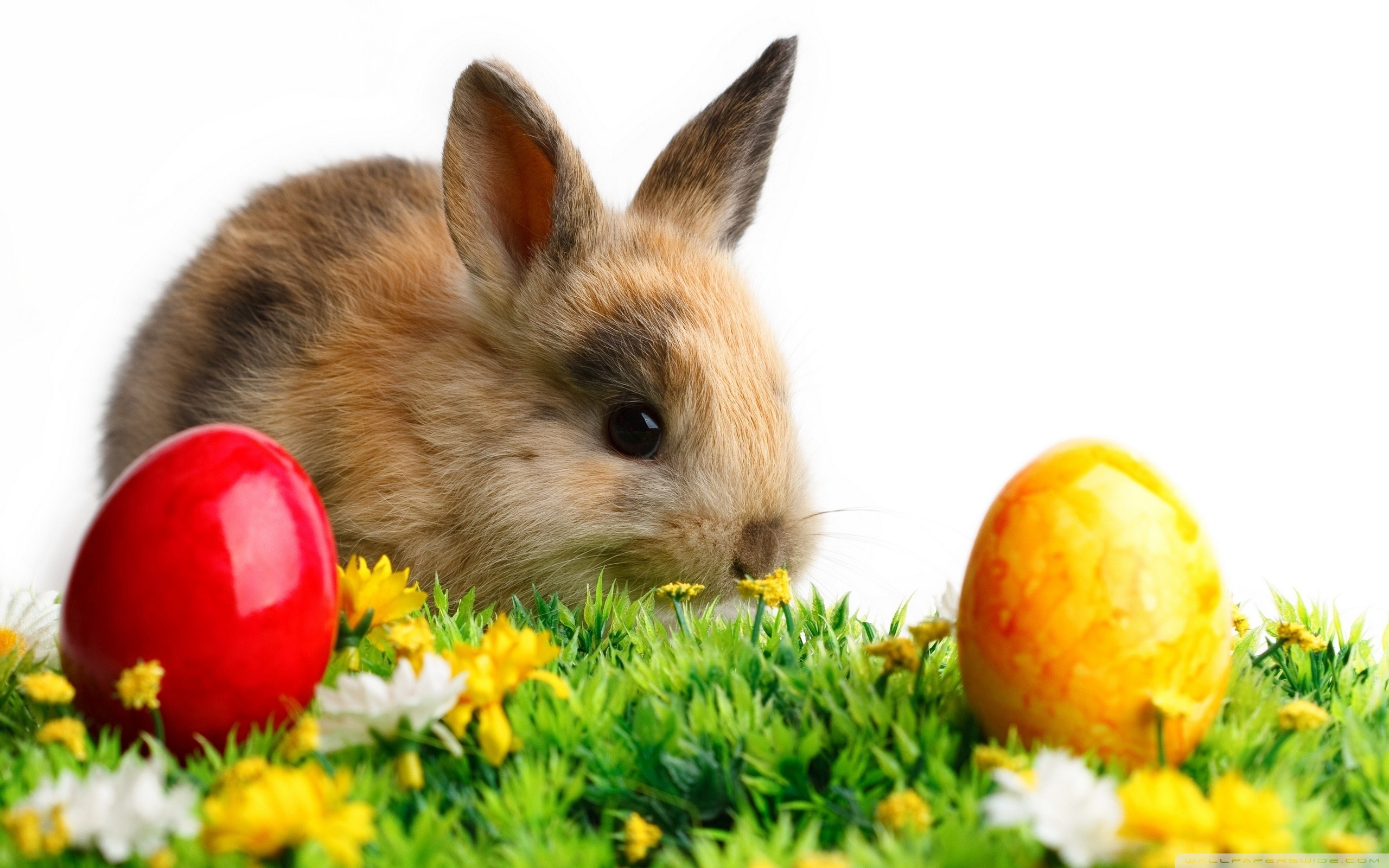 Easter Cute Rabbit Ultra HD Desktop