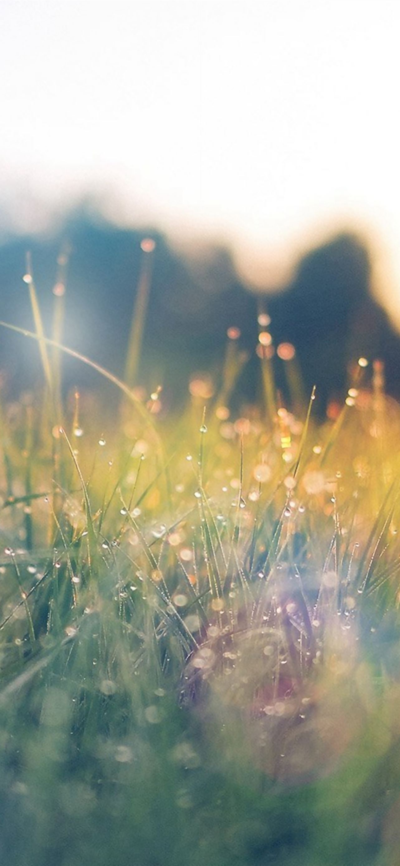 Lawn Green Nature Sunset Light Bokeh