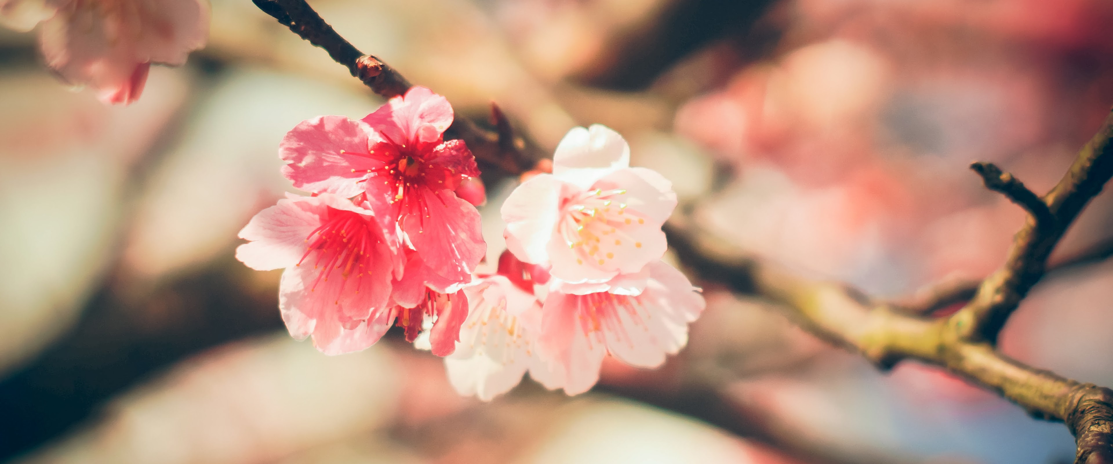 Beautiful White Pink Flowers Nature 4K